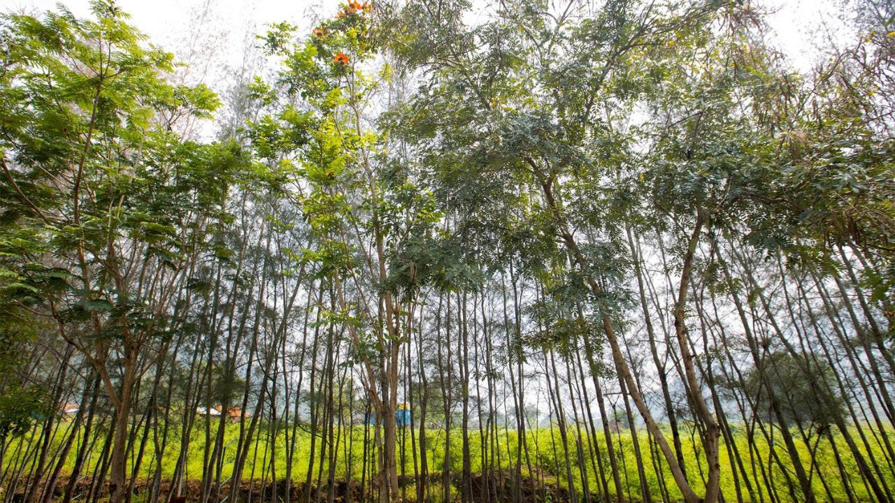 Aara Jungle Resort Resort