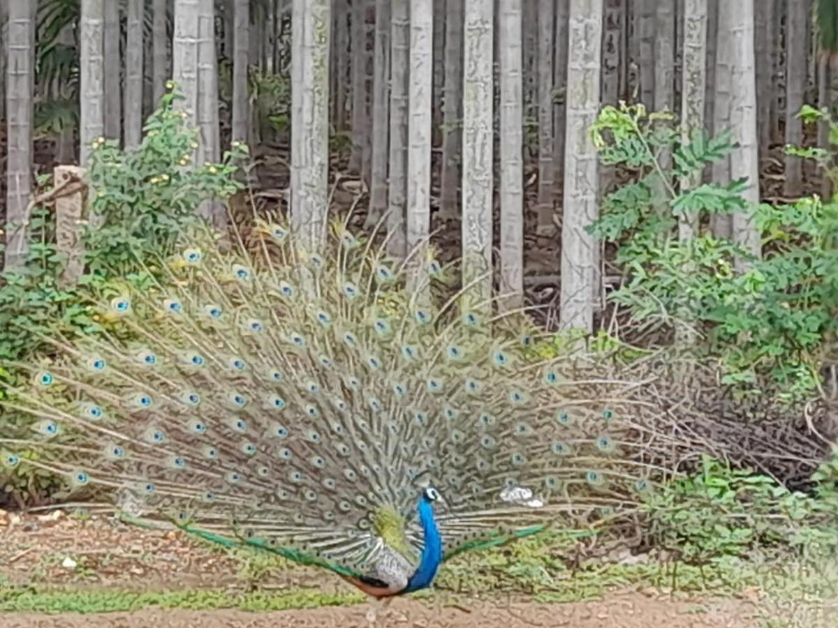 Shi's Shambhavi -on The Way To Isha, Maruthamalai * Coimbatore