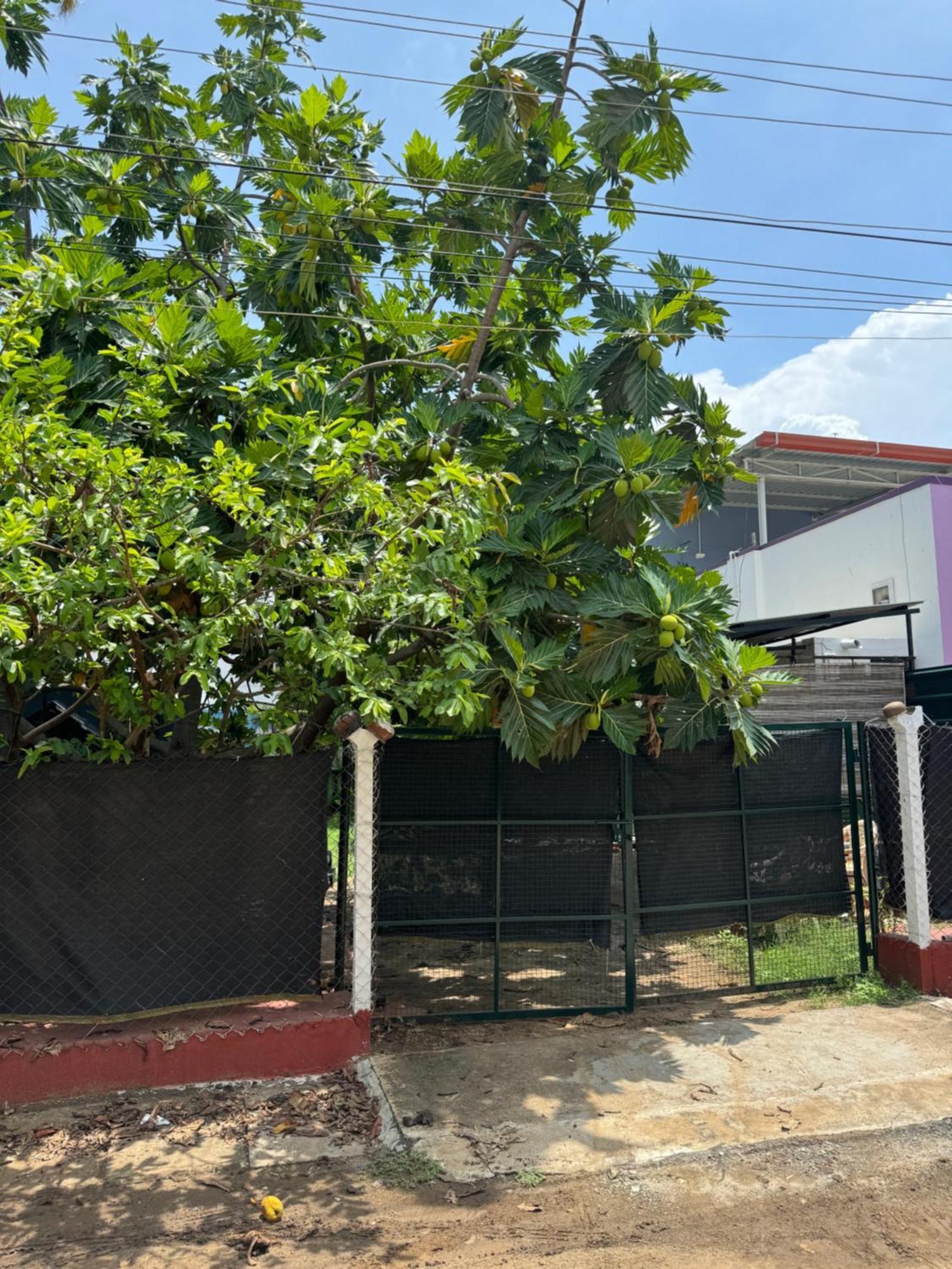 The Lazy Palm Shack *