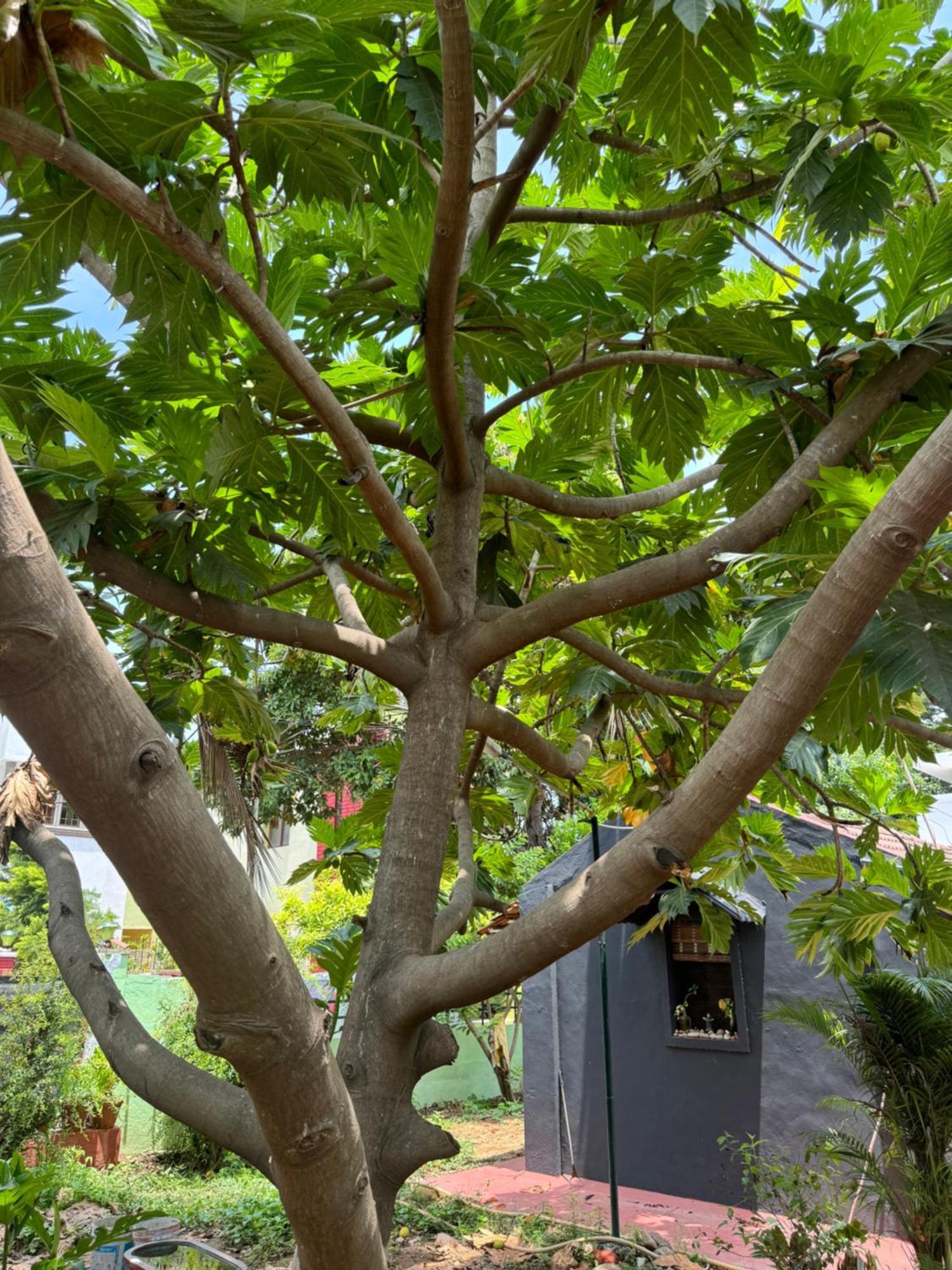 The Lazy Palm Shack