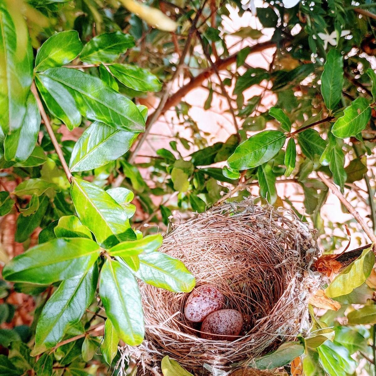 Villa Jani And Jai Little Home, Adhiyogi, Isha, Ac *