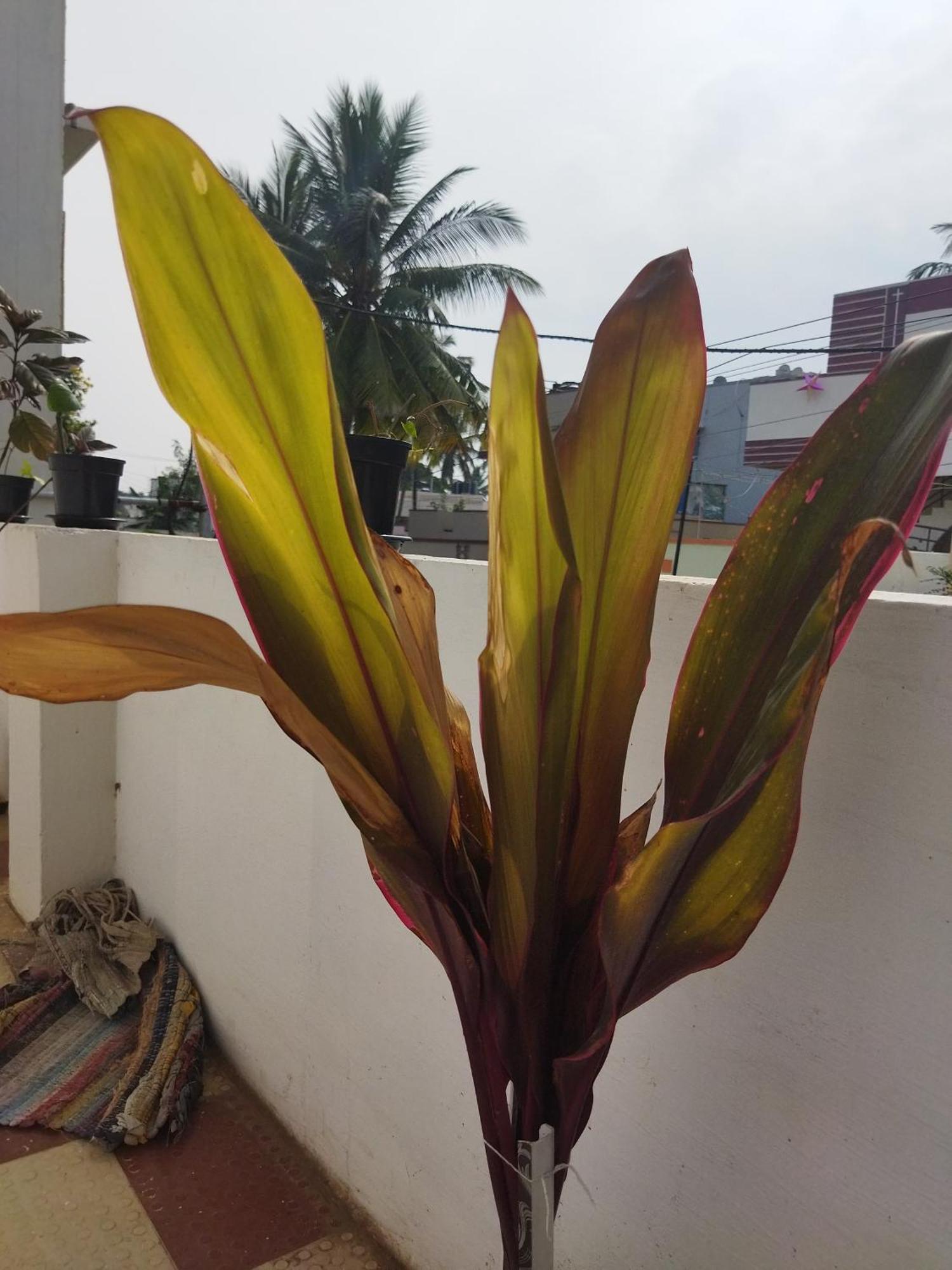 Hospedagem domiciliar Kings Town - Cyra Bliss County Coimbatore