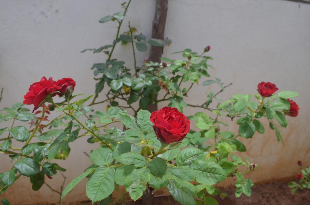 Apartamento Blackroots Serviced *