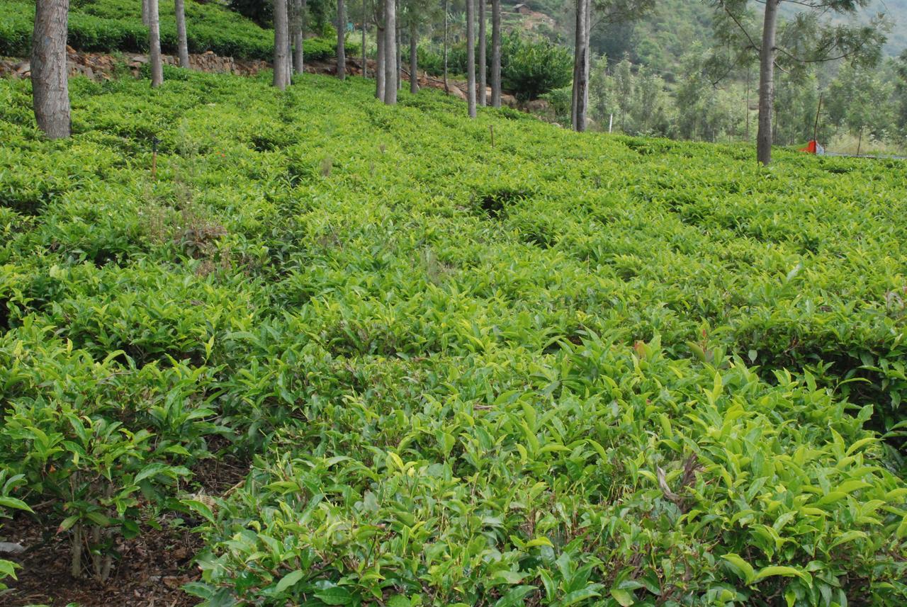 Relaxing 2 B/r Estate House, Deenaty, Tamil Nadu Guest house Coimbatore