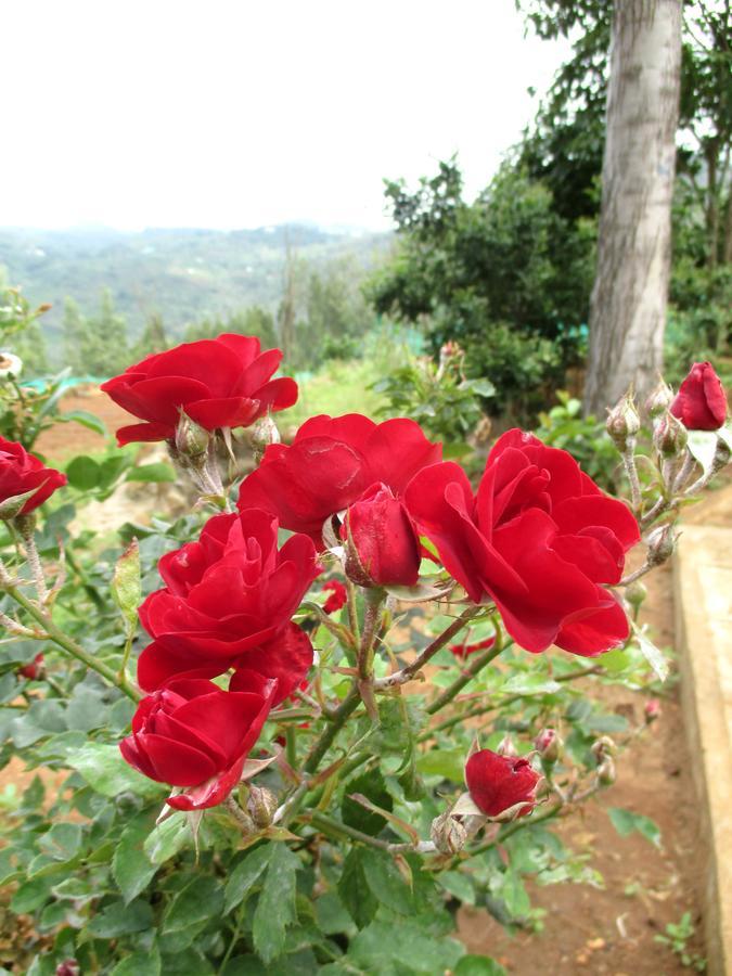 Relaxing 2 B/r Estate House, Deenaty, Tamil Nadu Guest house Coimbatore